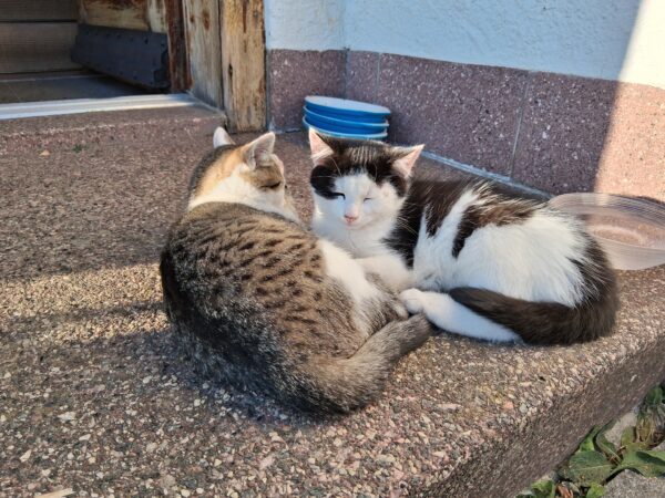 Kitten abzugeben – Bild 3