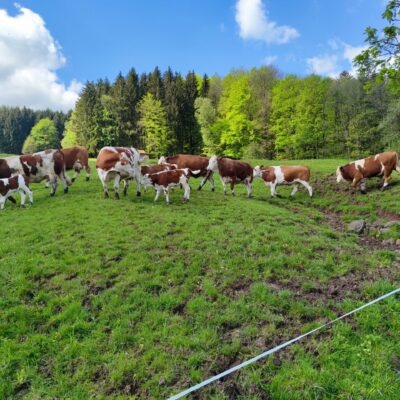 Weiderindfleisch
