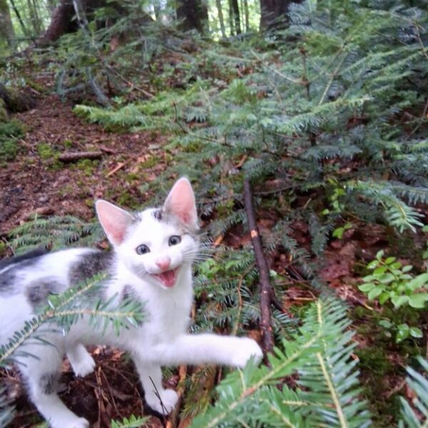 Kitten abzugeben – Bild 4