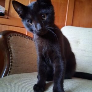 Kitten abzugeben