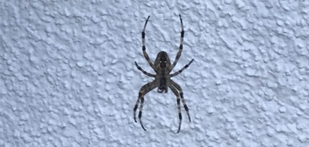 Spider Web