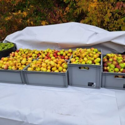 Apfelsaft Naturtrüb 5 Liter