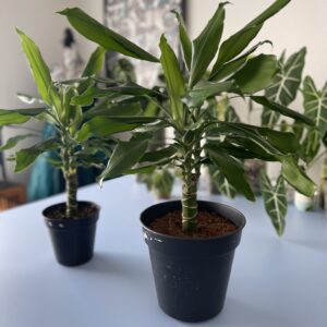 Drachenbaum und andere grössere Pflanzen