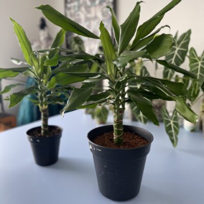 Drachenbaum und andere grössere Pflanzen