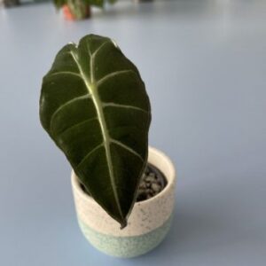 Alocasia Babypflanzen